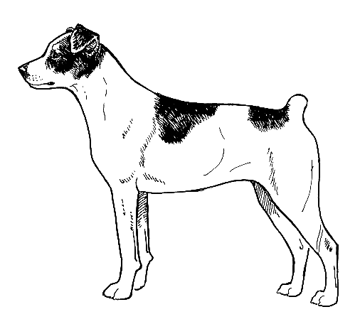 old time mountain feist dog breed